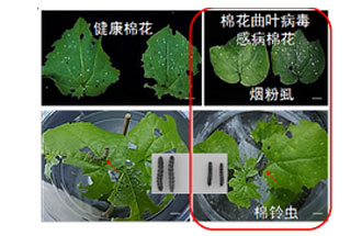 近日，微生物研究所發(fā)現(xiàn)雙生病毒調(diào)控植物免疫平衡實(shí)現(xiàn)全新生態(tài)功能