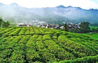 9月2日，財(cái)政部、稅務(wù)總局發(fā)布了關(guān)于繼續(xù)執(zhí)行邊銷茶增值稅政策的公告