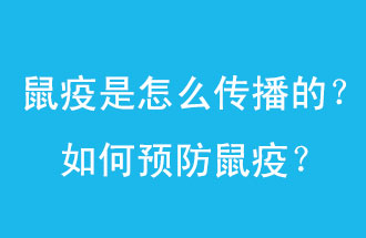 鼠疫是怎么傳播的？如何預(yù)防鼠疫？